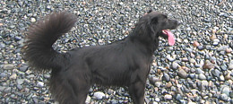 Dog Walking and Dog Sitting Services Vancouver