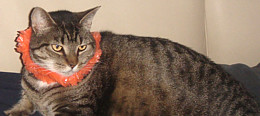 Cat Walking and Cat Sitting Services Vancouver